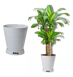 Foto 2 | 2 Macetas Grandes Belug Moderna Minimalista Interior Exterior Plato, Blanco