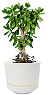 Foto 4 | Macetas Xtellar Elegantes Y Minimalistas De 21cm Con Base Y Diseño Moderno