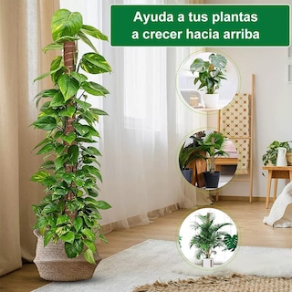 Foto 3 | Soporte Tutor de Musgo para Plantas 4 Piezas Eo Safe Imports