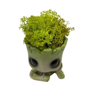Foto 2 | Poliresina Moss Groot Preservada, 12 Cm, 8 Años De Duración - Venta Internacional.