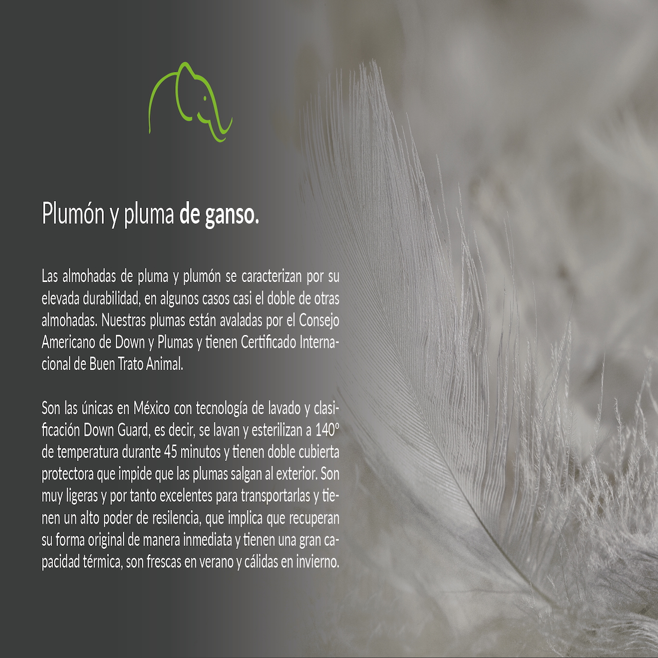 Foto 5 pulgar | Almohadas Pluma de Ganso y Pato Certificadas Downguard 2 Piezas
