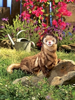 Foto 5 | Marioneta De Mano Folkmanis Ferret Para Bebés Y Niños - Venta Internacional.