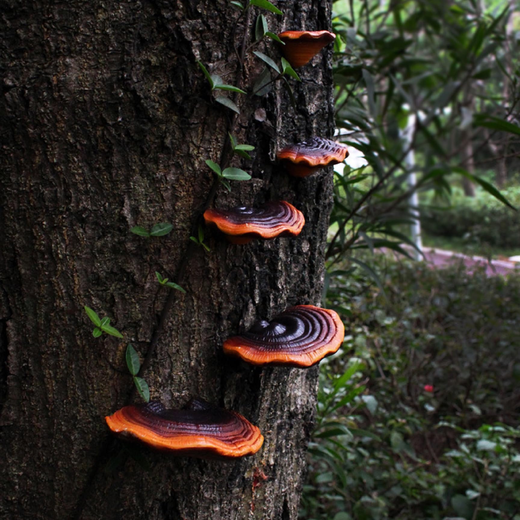 Foto 4 pulgar | Estantes Flotantes, Adhesivos De Resina Para Pared, Con Forma De Cabaña, 5 Unidades - Venta Internacional.