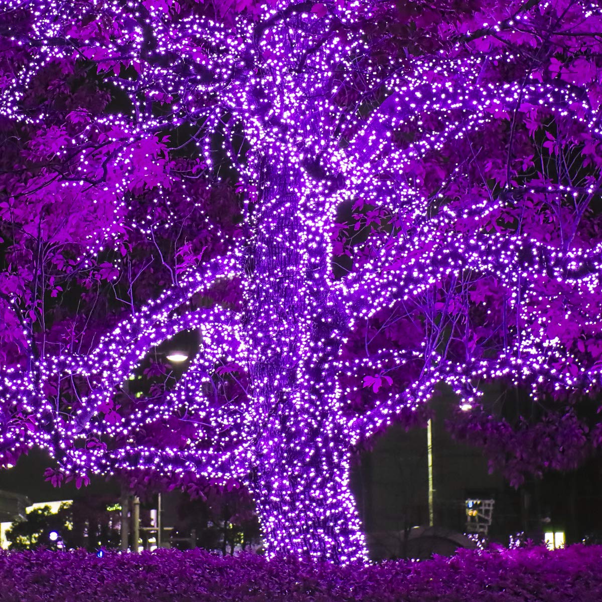 Foto 6 pulgar | Luces Led Navideñas Con Iluminación De Color Verde Invierno, Color Morado, 5 Mm, 24 Pies - Venta Internacional.