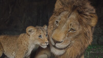 Foto 5 | Dvd Disney El Rey León (1994) /el Rey León (2019) /muf - Venta Internacional.