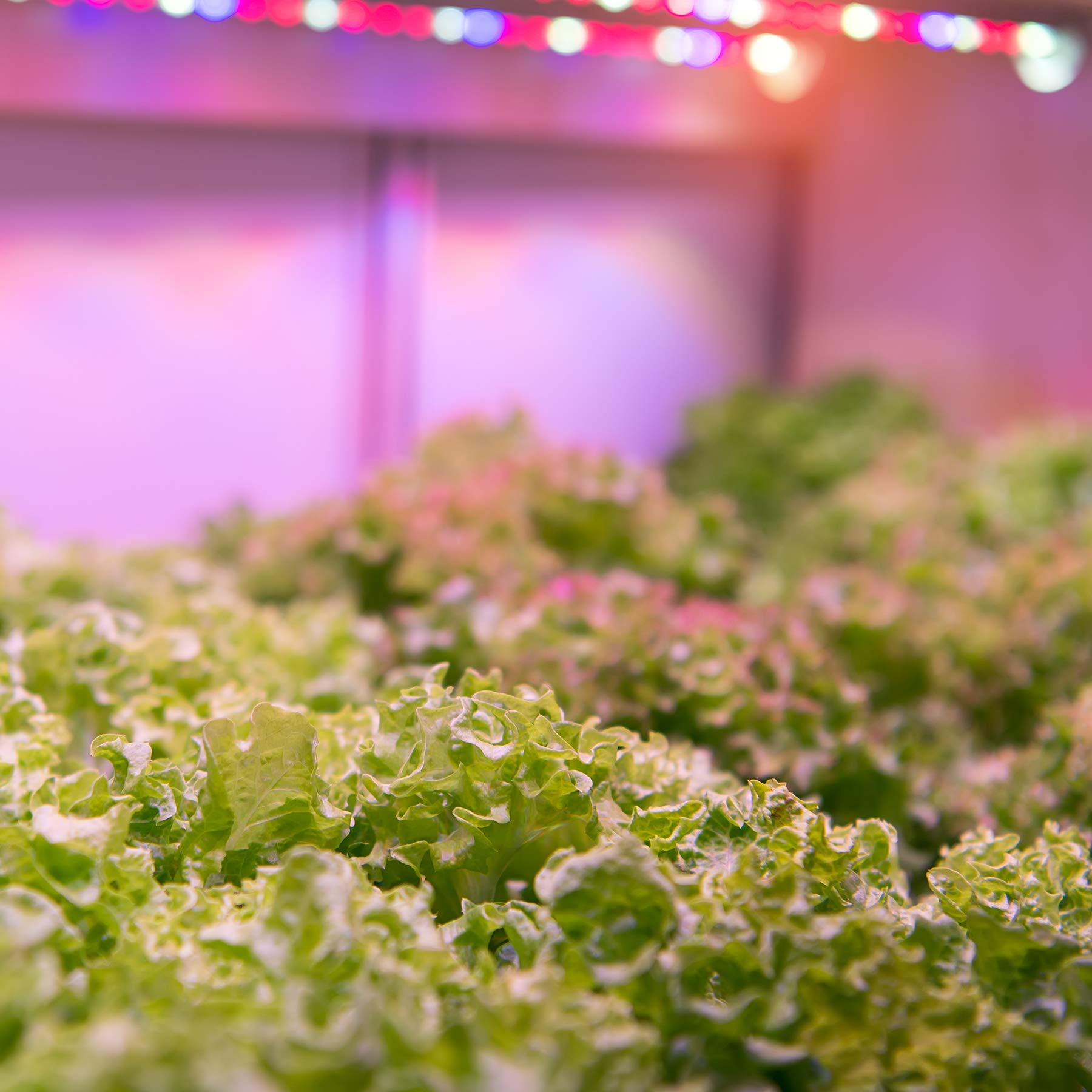 Foto 5 pulgar | Bombilla Hydro Grow Feit Electric A19/grow/ledg2/bx De 9 W - Venta Internacional.