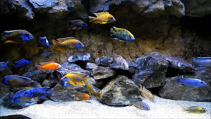 Foto 4 pulgar | Fish Food Ron's Cichlid Para Cíclidos Africanos, Tetras Y Peces  - Venta Internacional.