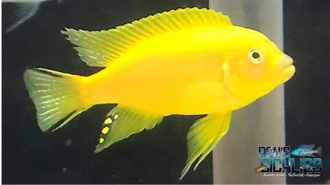 Foto 5 | Fish Food Ron's Cichlid Para Cíclidos Africanos, Tetras Y Peces  - Venta Internacional.