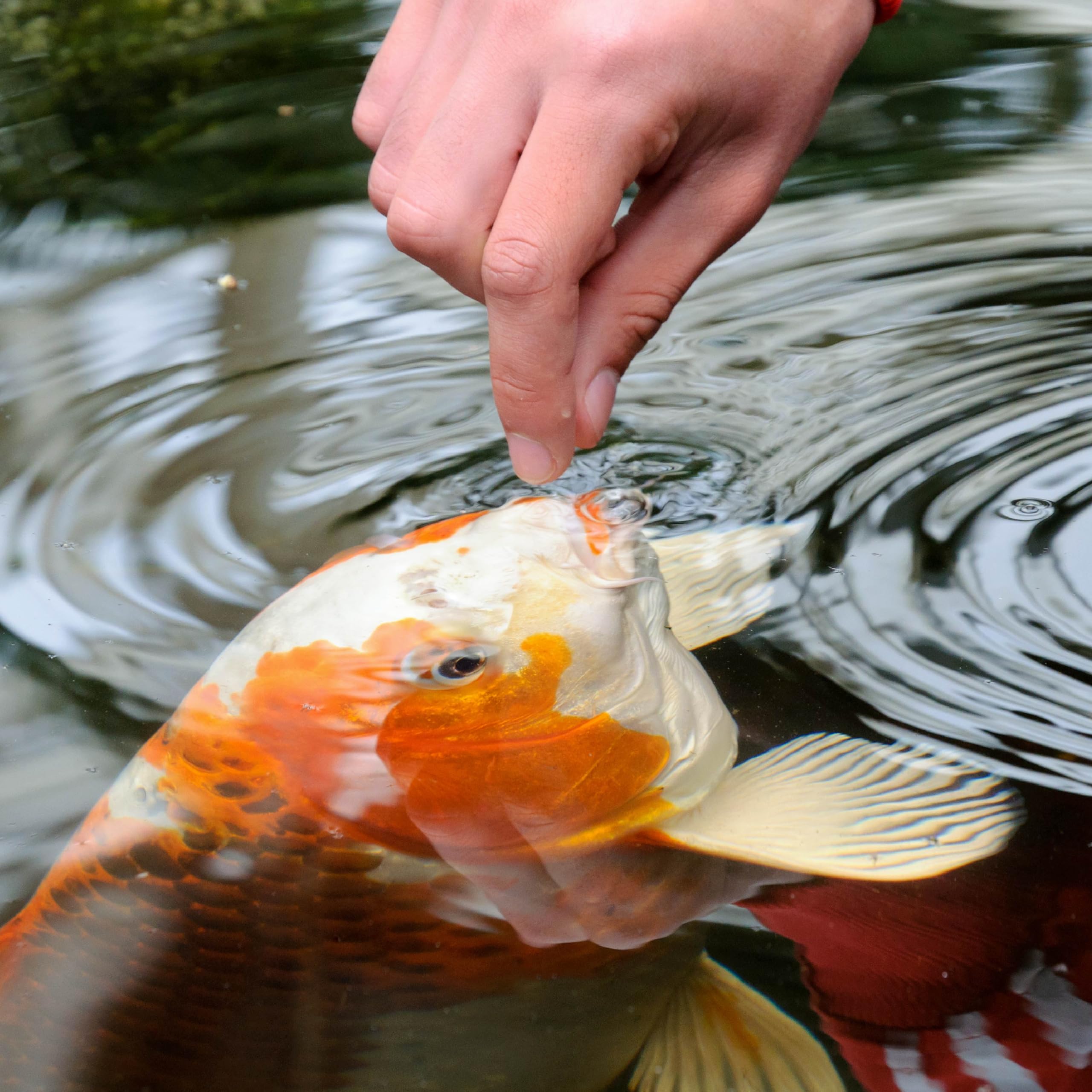 Foto 4 pulgar | Alimento Para Peces Tetrapond Koi Vibrance Soft Sticks, 2,35 Kg - Venta Internacional.
