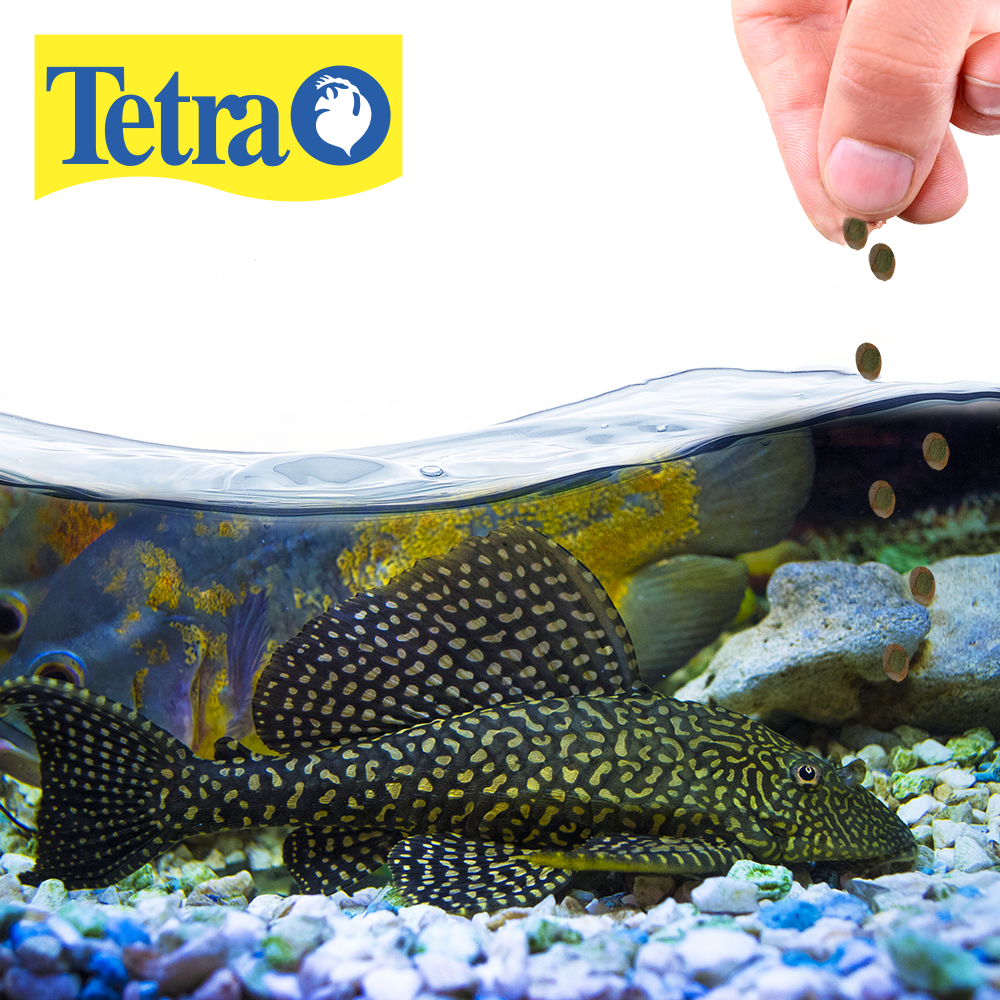 Foto 3 pulgar | Alimento para Peces que se Alimentan de Plantas Tetra TE16447 Pleco Waffers 60 Gramos