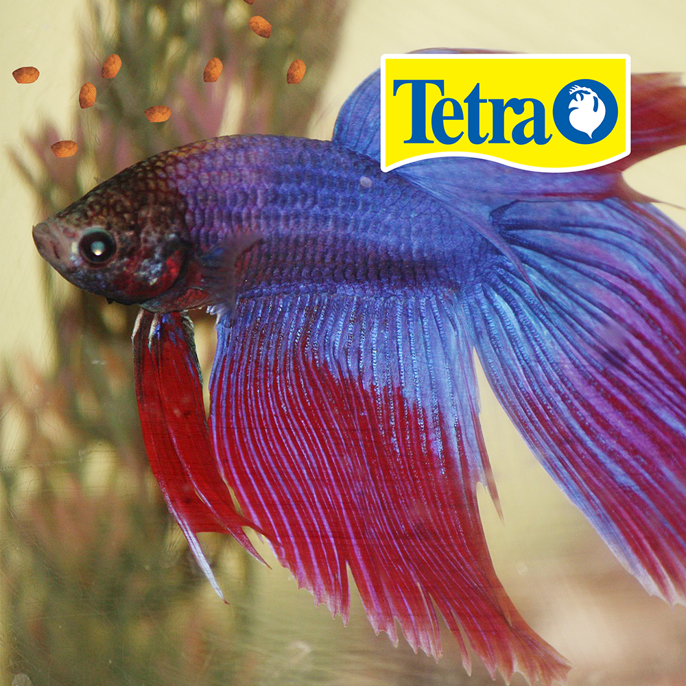 Foto 3 pulgar | Alimento para Peces Betta Tetra TE77019 Mini Pellets Flotantes 29 Gramos