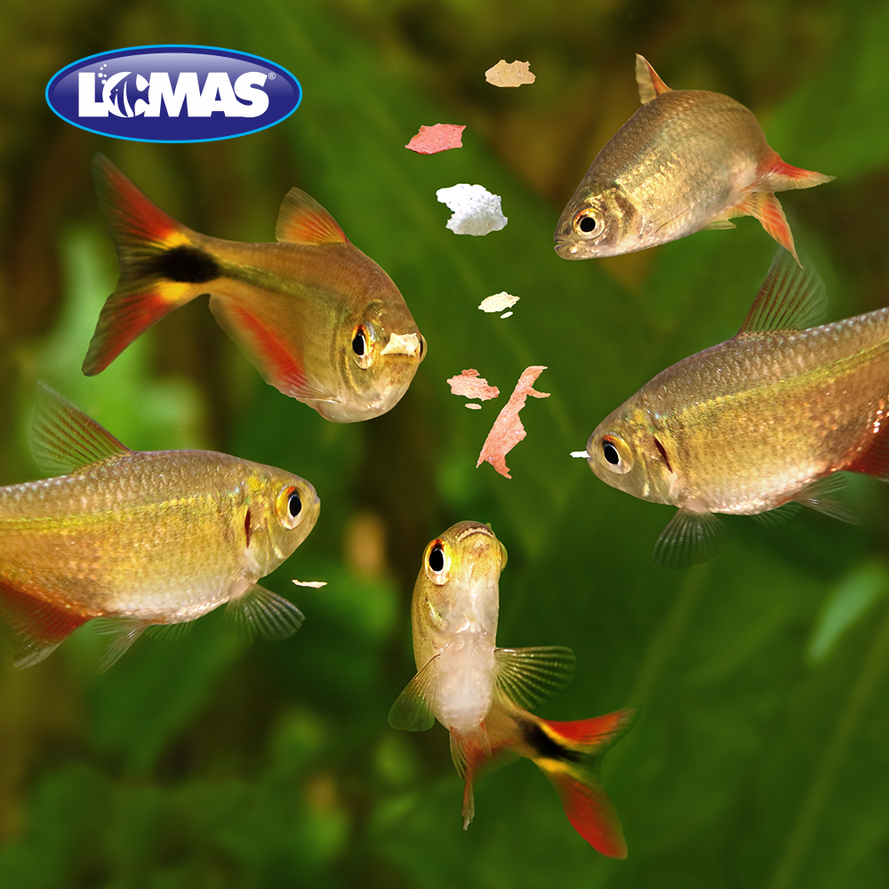 Foto 4 pulgar | Hojuelas Lomas Alimento para Peces Tropicales con 30 Gramos