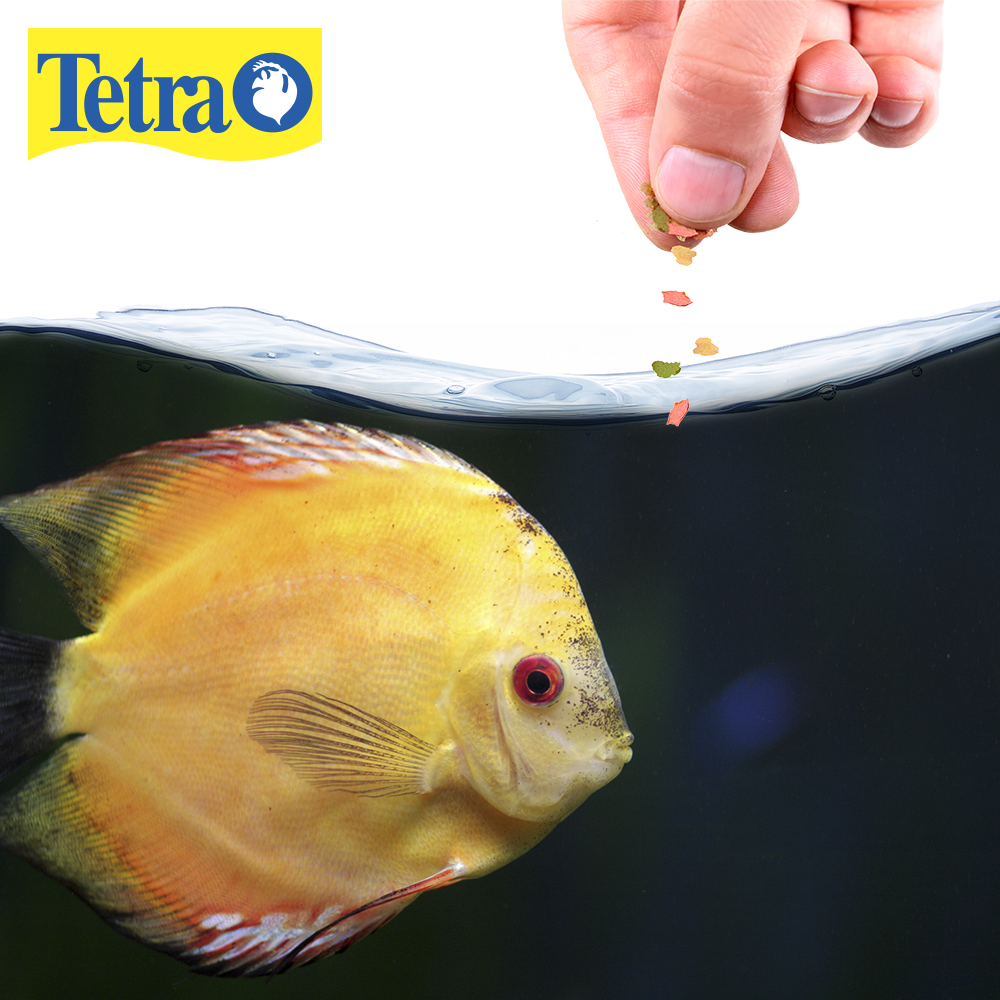 Foto 3 pulgar | Alimento para Peces Tetra TE77161 Hojuelas 62 Gramos