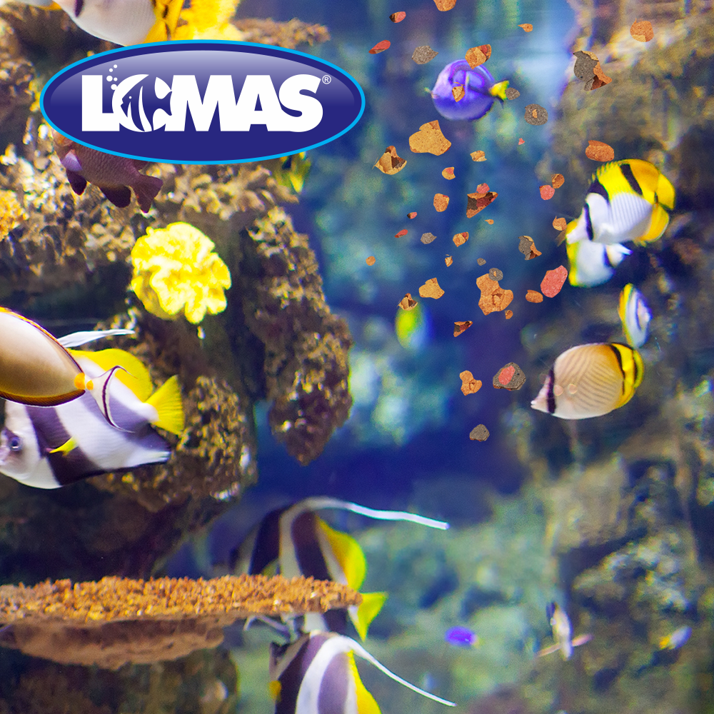 Foto 4 pulgar | Alimento para Peces Lomas Hojuelas Premium con 10 Gramos