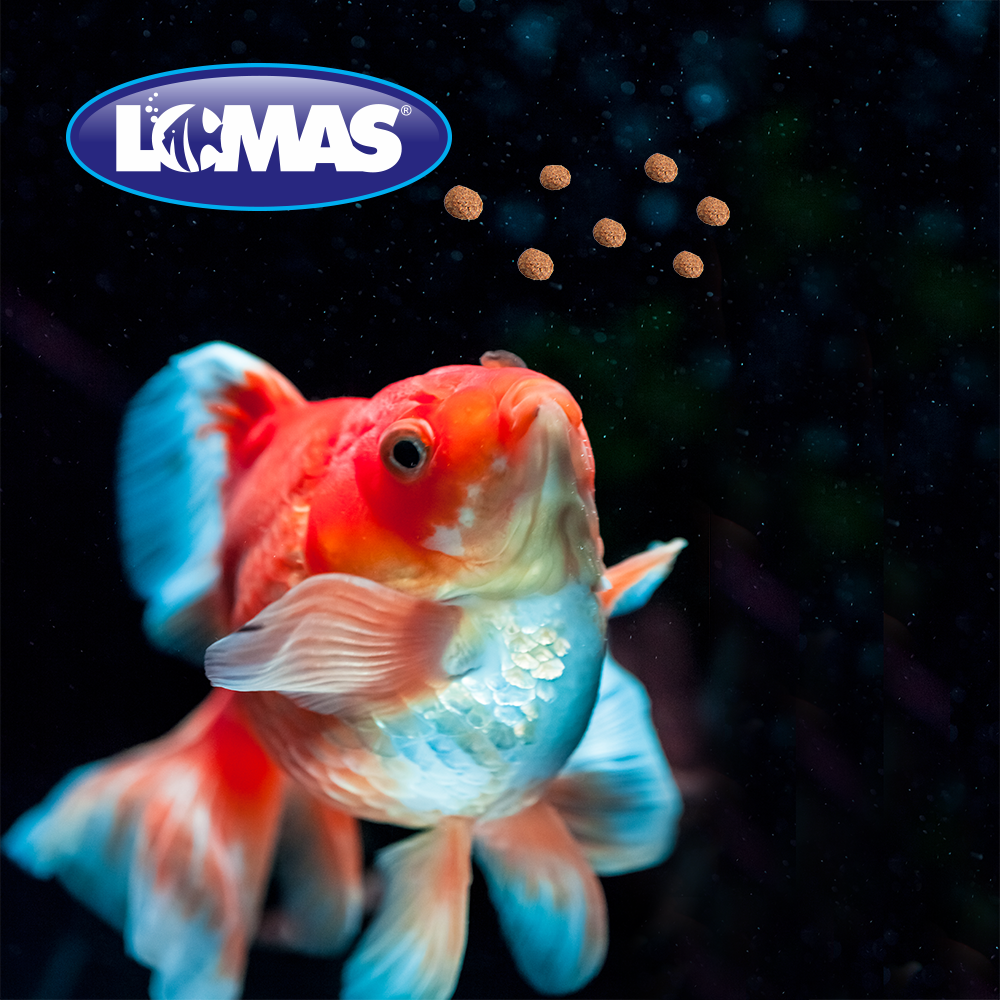 Foto 3 pulgar | Alimento para Peces Japoneses Lomas Goldfish Pellets con 350 Gramos