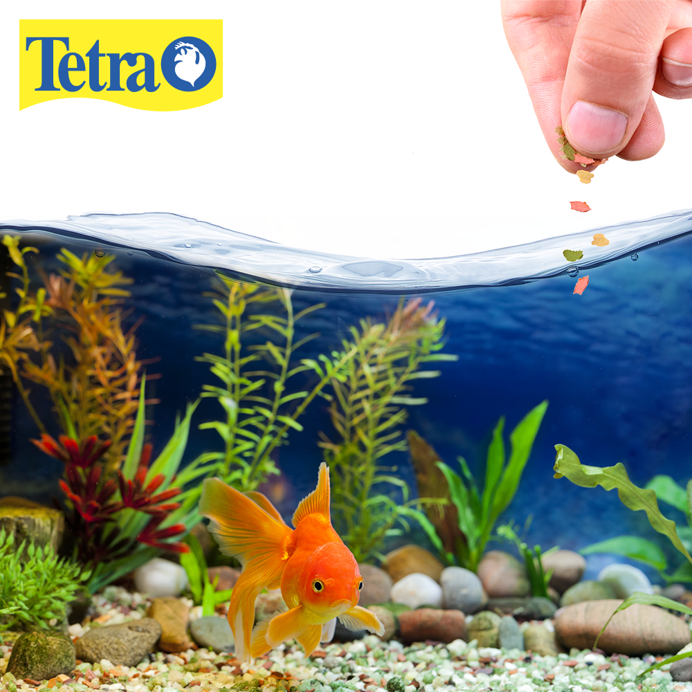 Foto 3 pulgar | Alimento para Peces Tetra Tetrafin Goldfish Flakes con 62 Gramos