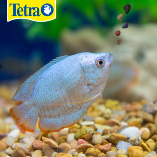 Foto 2 | Alimento Tropical Granulado para Peces Tetramin con 100 Gramos