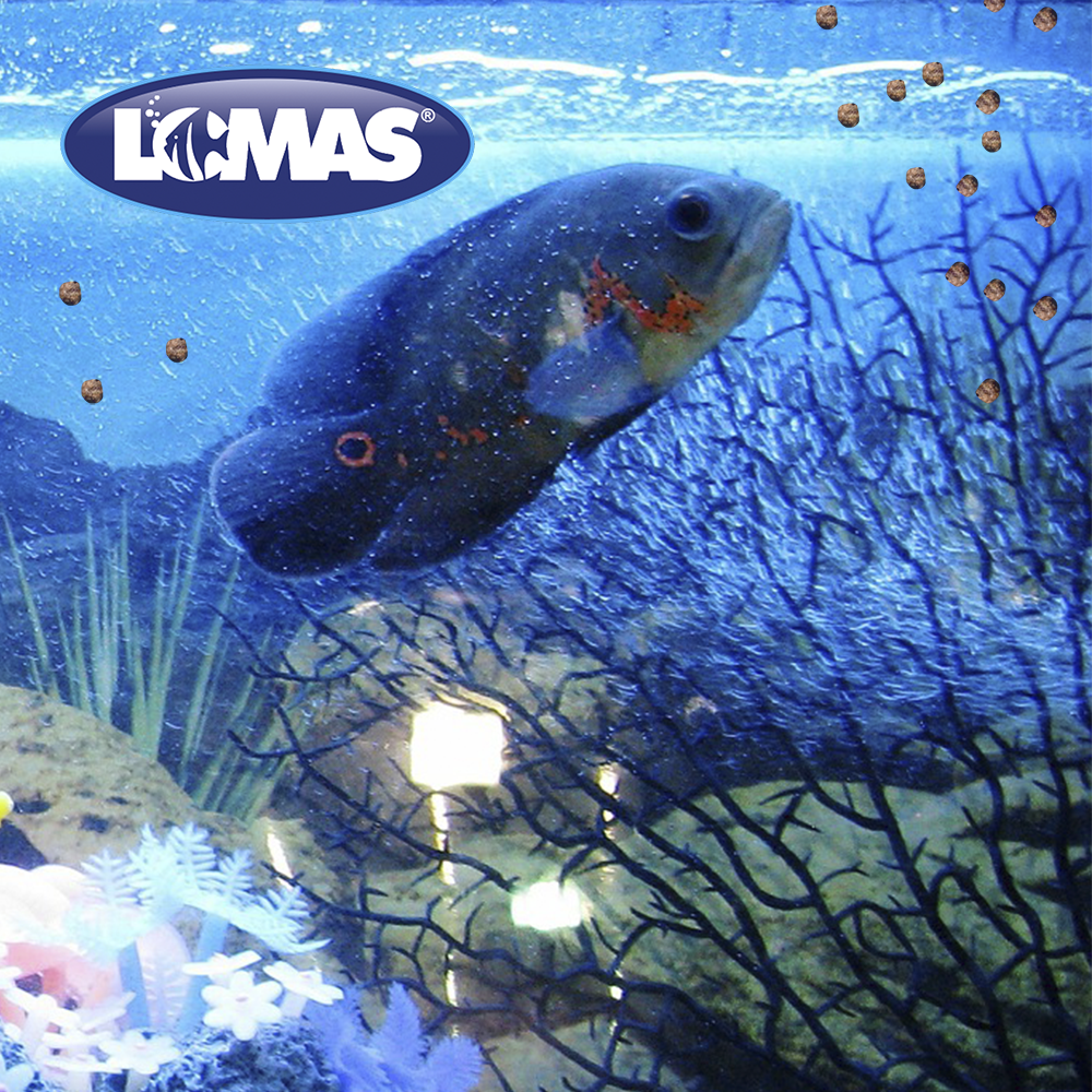 Foto 3 pulgar | Alimento para Peces Lomas de 20 Gr