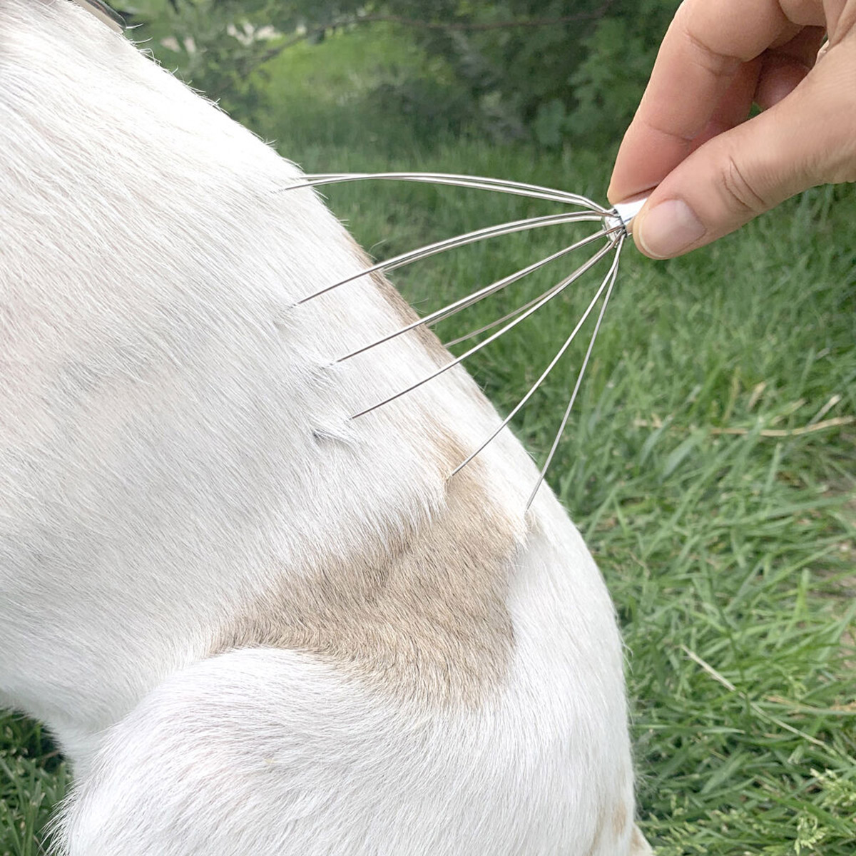 Foto 4 pulgar | Kit de Spa Kobe Kikkerland para Perros