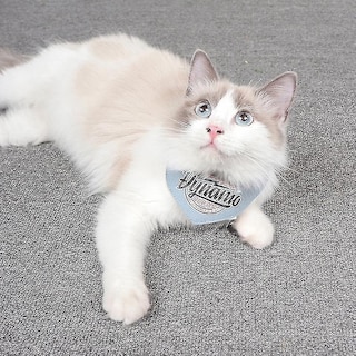 Foto 1 | Babero Tipo Toalla Con Forma De Saliva Para Gatos Y Perros Huoguo, Color Azul Vaquero, Talla Azul - Venta Internaciona