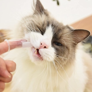 Foto 6 | Juego De Cepillos De Dientes Jieyou De 8 Piezas Para La Limpieza De Dientes De Perros Y Gatos - Venta Internacional.