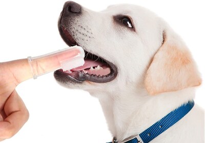 Foto 6 | Juego De Cepillos De Dientes Jieyou De 11 Piezas Para Perros Con Cepillo De Dientes Para Dedos - Venta Internacional.