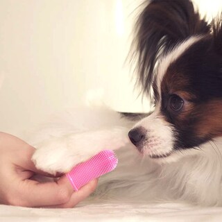 Foto 6 | Juego De Cepillos De Dientes Para Mascotas Jieyou Soft Silicone Para Perros Y Gatos - Venta Internacional.