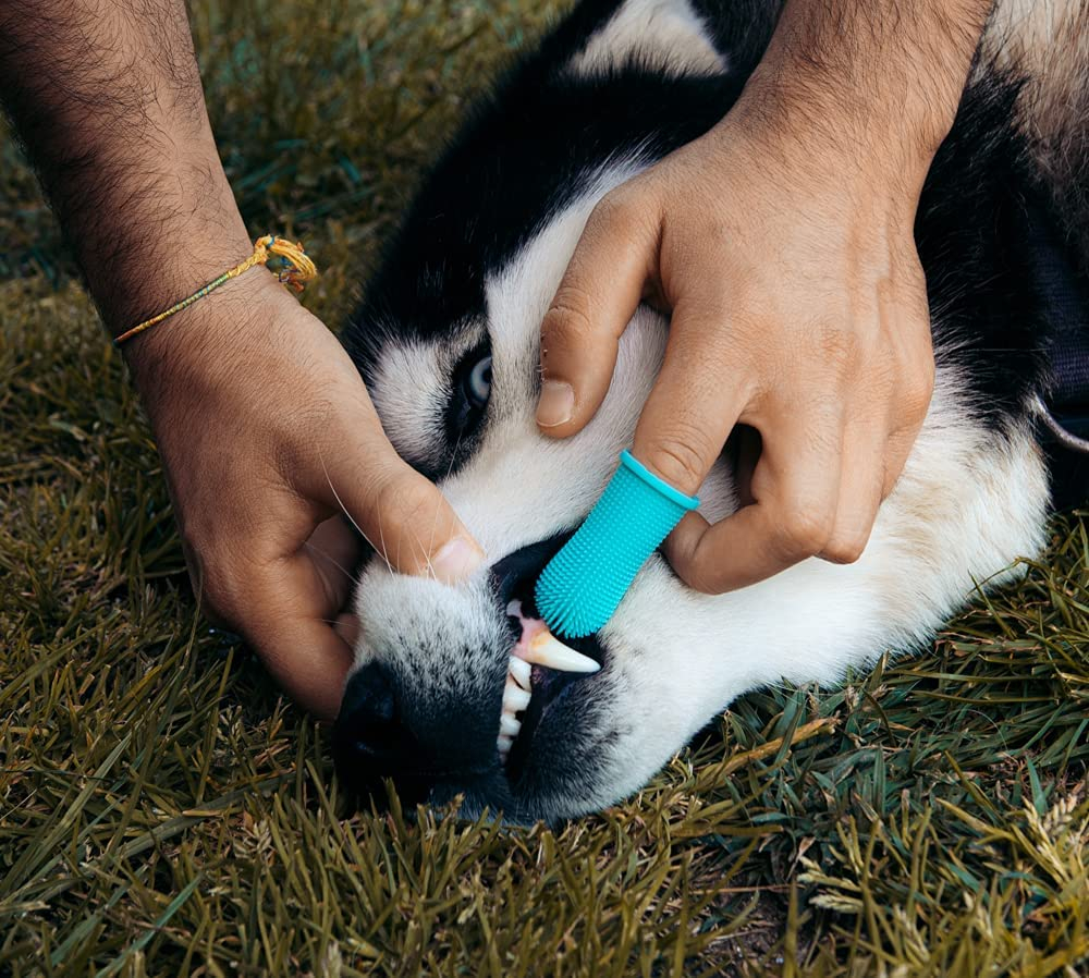 Foto 6 pulgar | Cepillo De Dientes Para Perros Jieyou Silicone 360 Grados Azul, 2 Piezas - Venta Internacional.