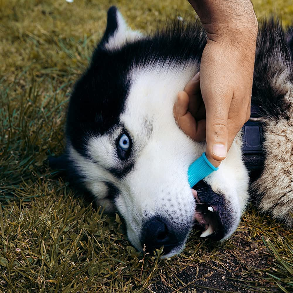 Foto 8 pulgar | Cepillo De Dientes Para Perros Jieyou Silicone 360 Grados Azul, 2 Piezas - Venta Internacional.