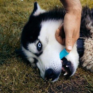 Foto 7 | Cepillo De Dientes Para Perros Jieyou Silicone 360 Grados Azul, 2 Piezas - Venta Internacional.