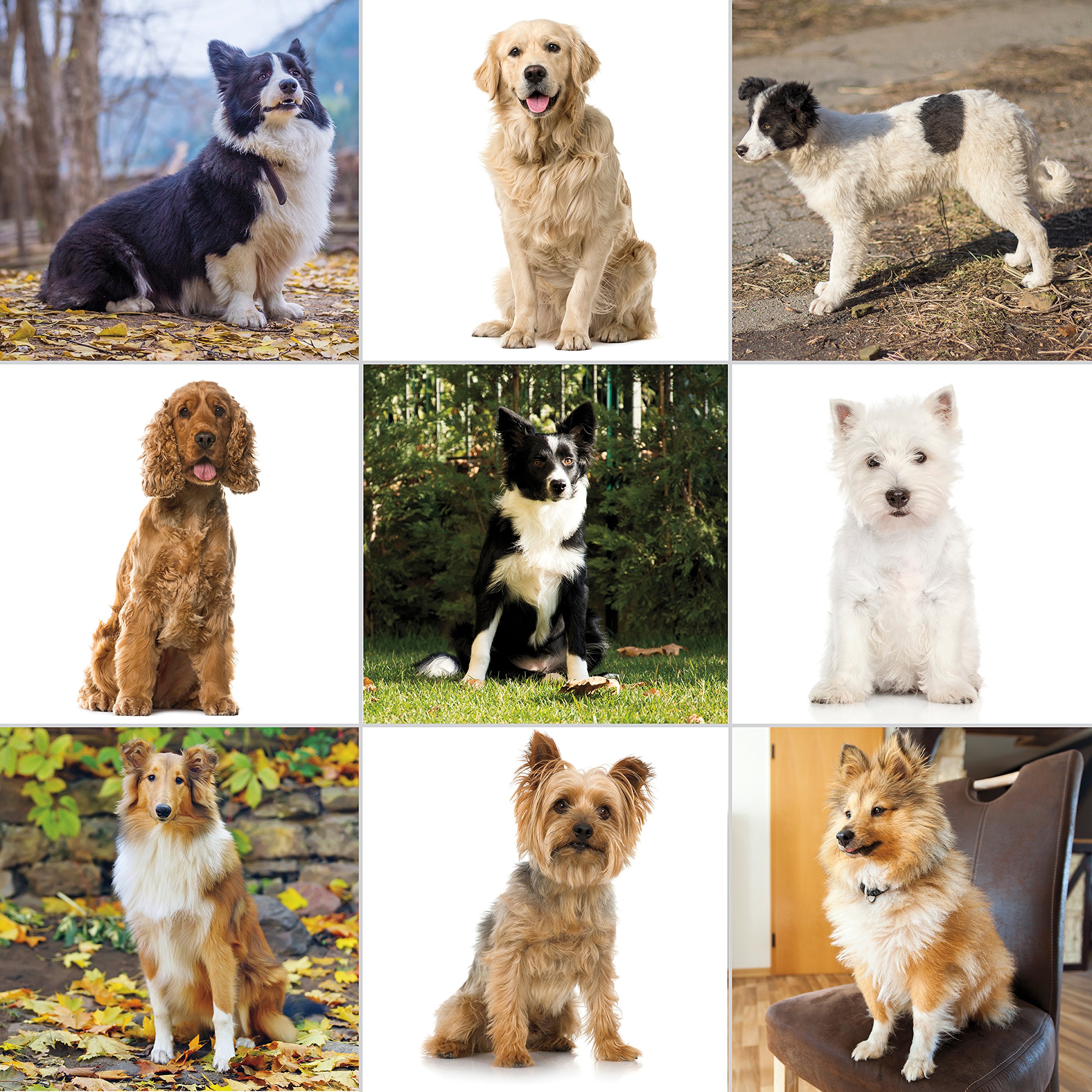Foto 7 | Kit de Aseo Wahl Pet-pro para Perros y Gatos - Venta Internacional