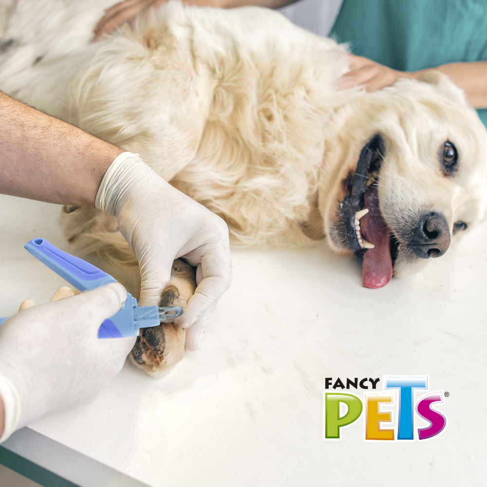 Foto 7 pulgar | Cortaúñas de Guillotina para Perro Fancy Pets FL8304 Azul