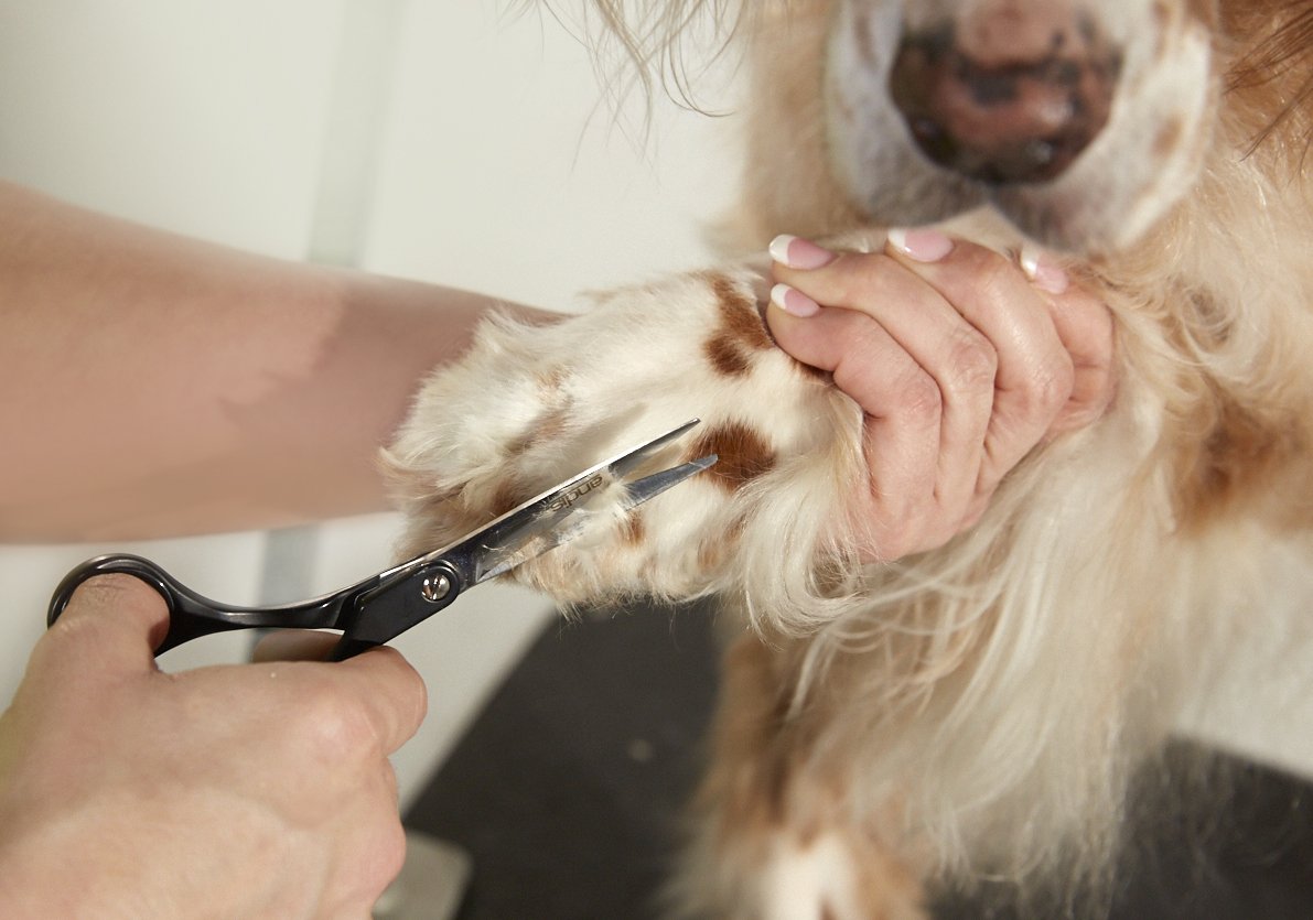 Foto 3 pulgar | Peluquería Profesional Para Perros Y Gatos Straight Shears Andis - Venta Internacional.