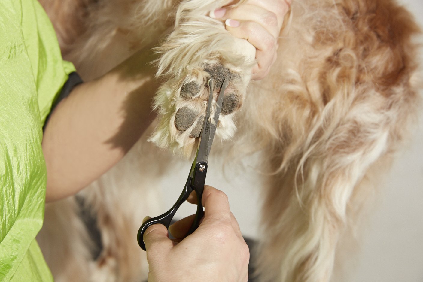 Foto 3 pulgar | Peluquería Profesional Para Perros Y Gatos Straight Shears Andis - Venta Internacional.