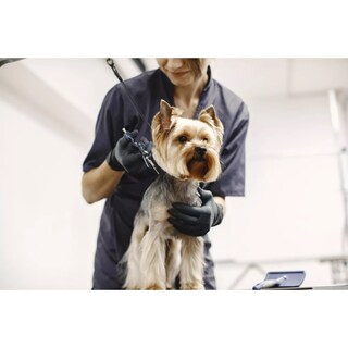 Foto 3 | Juego De Tijeras De Peluquería Para Mascotas Con Estuche De Acero Inoxidable - Venta Internacional.