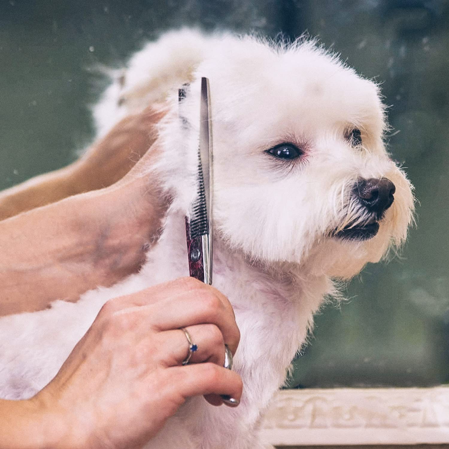 Foto 7 | Tijeras De Peluquería Canina Gimars Con Revestimiento De Titanio 6 En 1 4cr Ss - Venta Internacional.