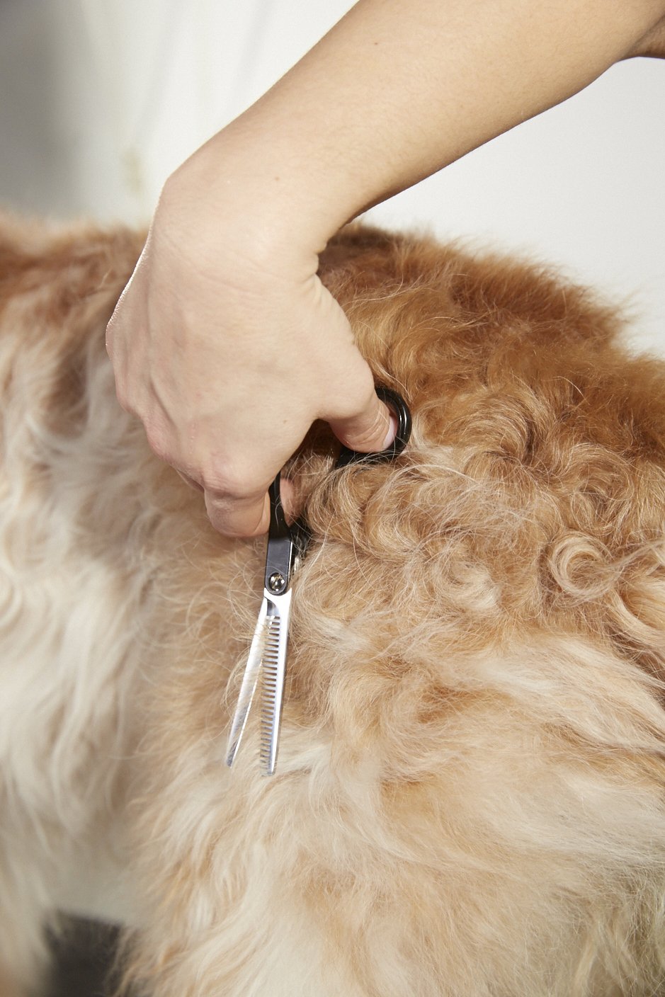 Foto 4 pulgar | Peluquería Profesional Para Perros Y Gatos Straight Shears Andis - Venta Internacional.
