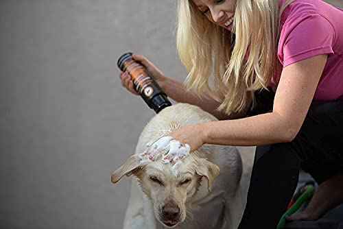 Foto 4 | Champú Petology, Avena Y Miel, Calmante, 4,7 Litros, Para Perros - Venta Internacional.
