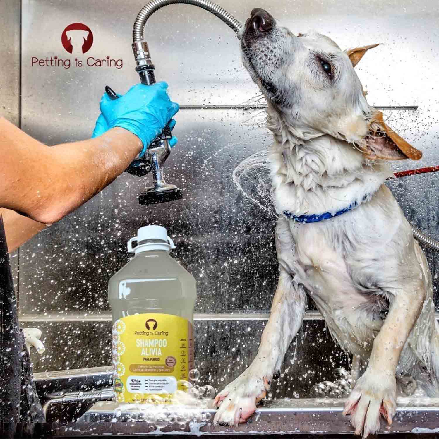 Foto 6 pulgar | Shampoo Alivia Para Perro Gato Origen Natural Petting Is Caring 1 Galon