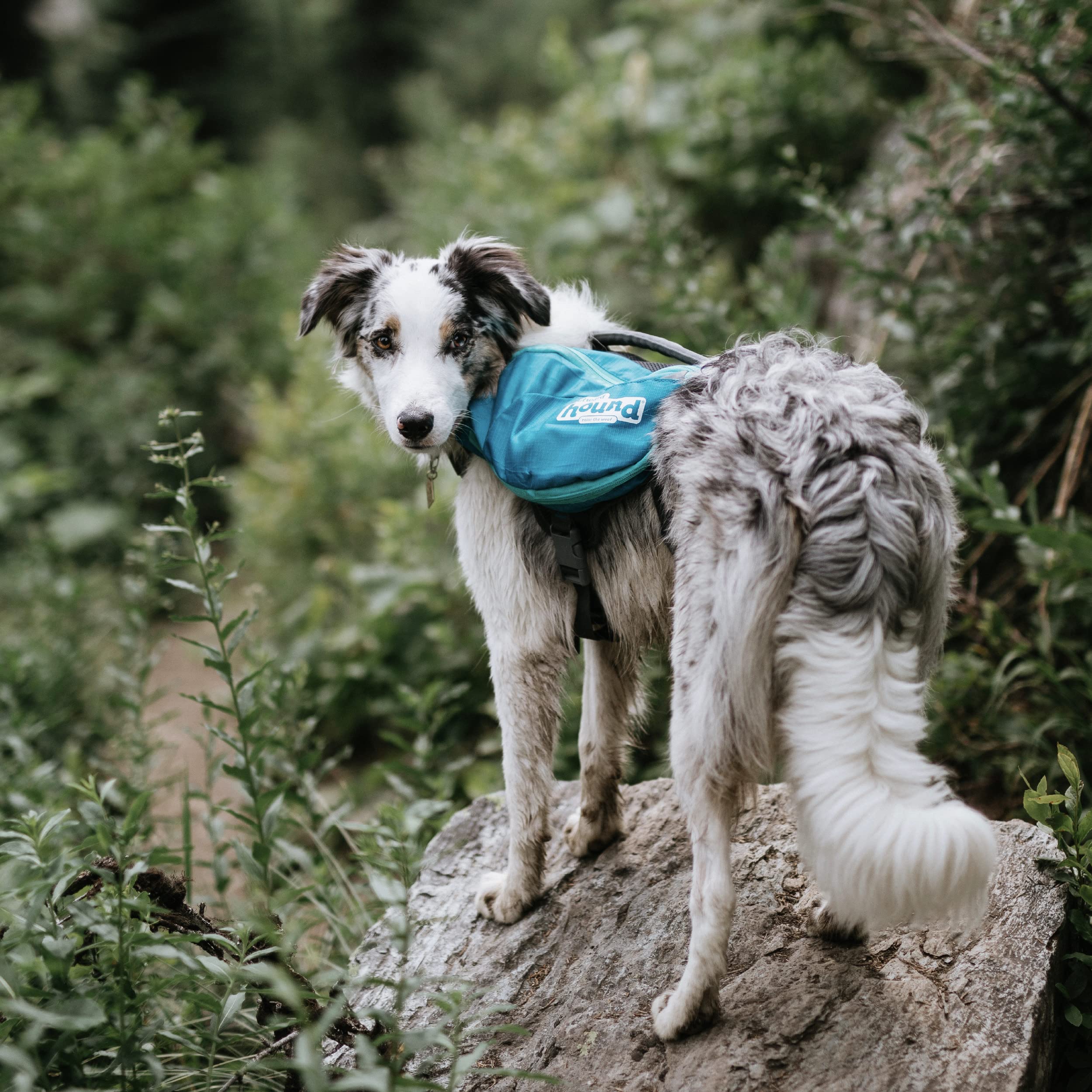 Foto 7 pulgar | Mochila Para Perros Outward Hound Daypak Blue Medium - Venta Internacional.