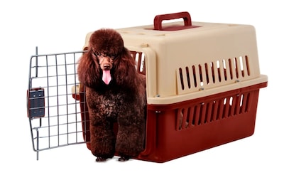 Foto 1 | Jaula Transportadora Perro Gato Mascota Portátil 31x48x31cm