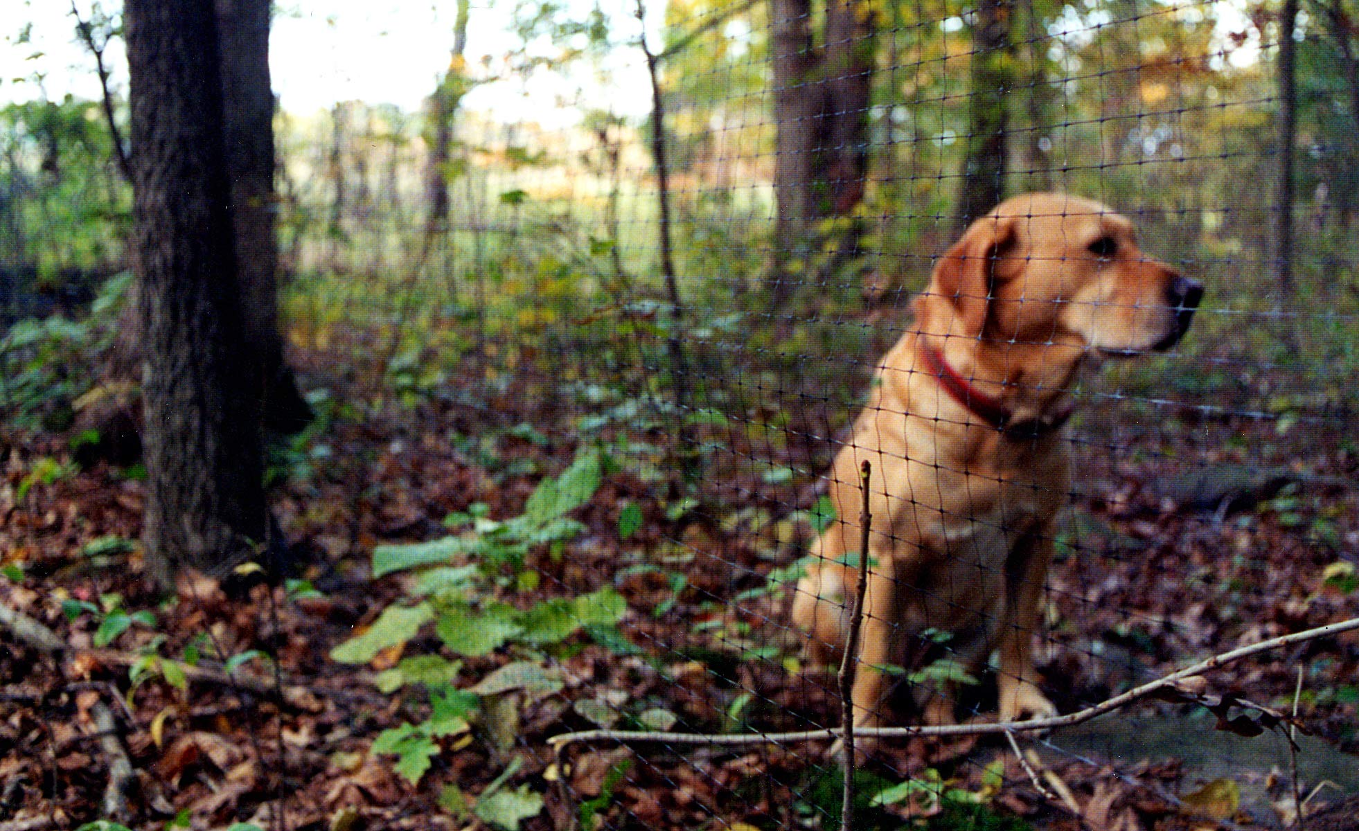 Foto 3 | Valla Para Mascotas Tenax Select 2a140075, Negra, 1,2 M X 100 M - Venta Internacional.