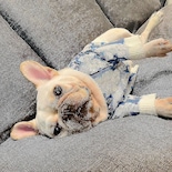 Jersey Para Perro Huoguo, Marca De Lujo Para Bulldog Francés Chihuahua - Venta Internacional.