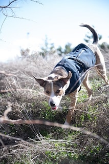 Foto 5 | Chaleco Para Perros Carhartt Quick Duck Jac Repelente Al Agua Tamaño Pequeño - Venta Internacional.