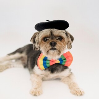 Foto 5 | Gorro Tipo Boina Para Perro Homesogood Tela Negra De Lana Y Fieltro 13 X 3 Cm - Venta Internacional.