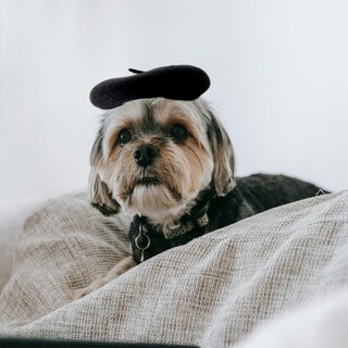 Foto 6 | Gorro Tipo Boina Para Perro Homesogood Tela Negra De Lana Y Fieltro 13 X 3 Cm - Venta Internacional.