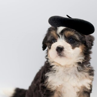 Foto 7 | Gorro Tipo Boina Para Perro Homesogood Tela Negra De Lana Y Fieltro 13 X 3 Cm - Venta Internacional.