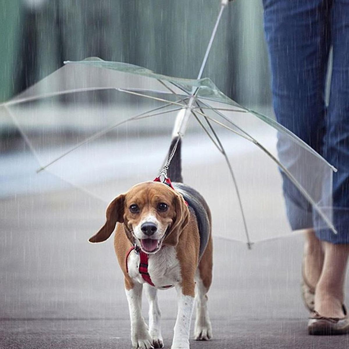 Foto 2 | Paraguas Para Mascotas Con Cuerda Para Perros Pequeños Y Medianos - Venta Internacional.