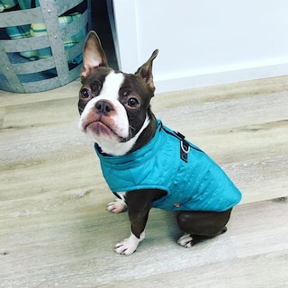 Foto 6 | Chaleco Acolchado Gooby Para Perros, Color Turquesa, Resistente Al Agua - Venta Internacional.
