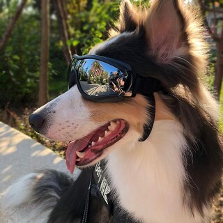 Foto 3 | Gafas De Sol Para Perros A Prueba De Rayos Uv, Impermeables Y Resistentes Al Viento - Venta Internacional.